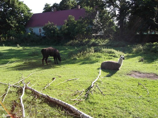 Schweden 2011